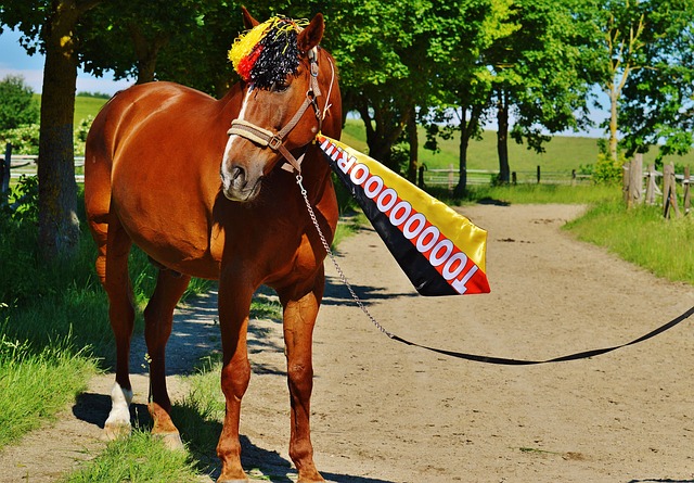 预赛的前景 预赛的前景
