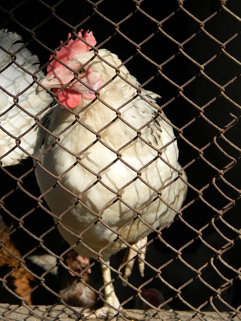 调动球队的 调动球队的